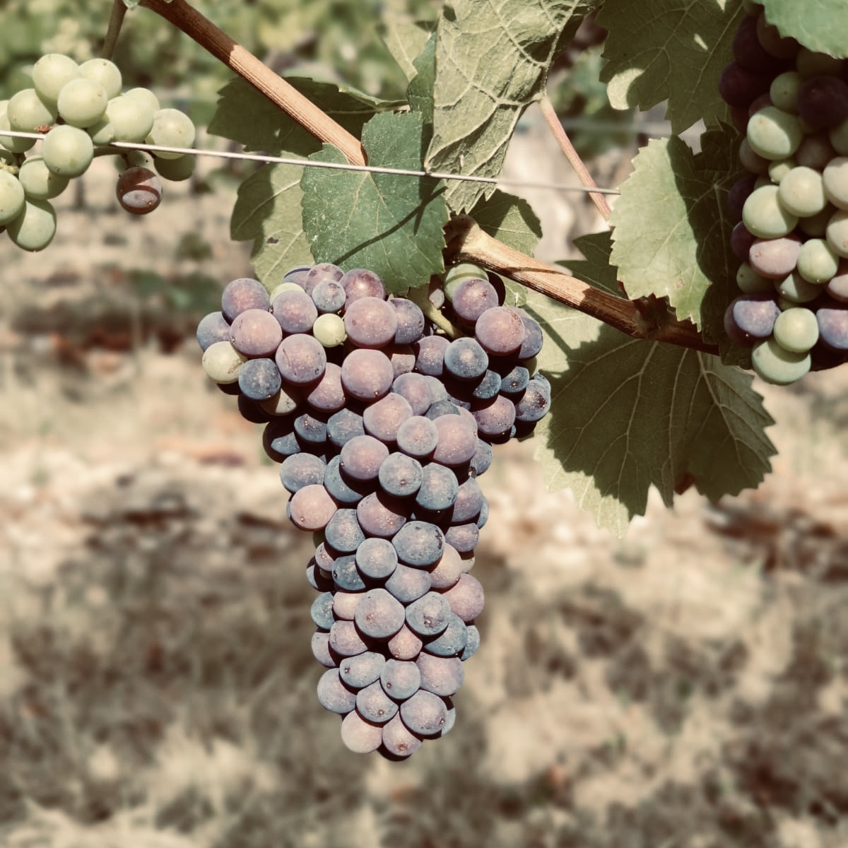 grappe de raisin - Vin d'Alsace Specht